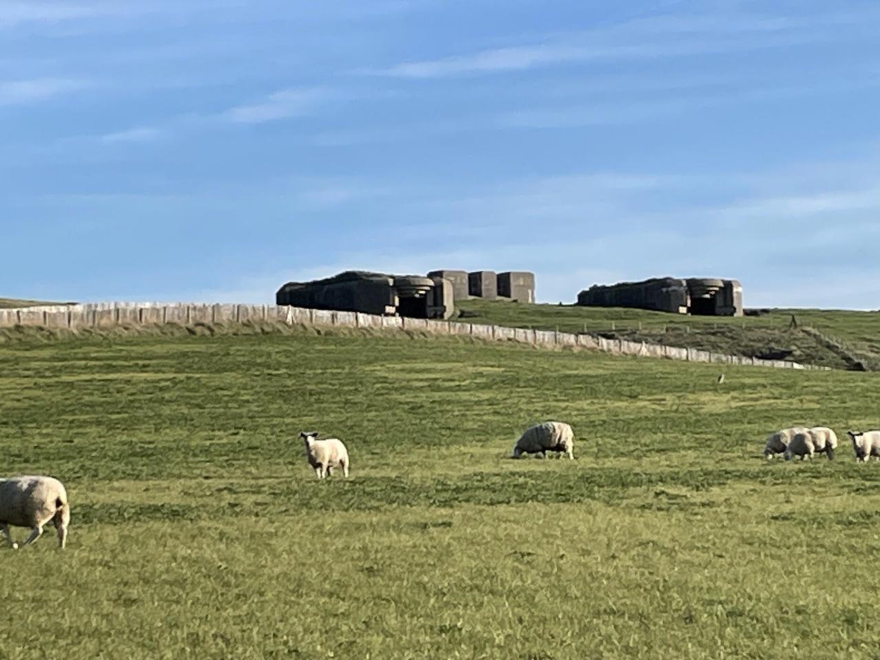 WW2 German bunkers on a green hillside with sheep grazing in the foreground - Drupal hiking group day