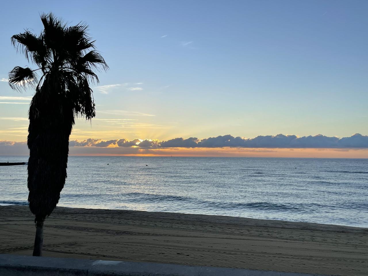 Barcelona sunset - palm tree silhouette against an orange and blue sky over the sea